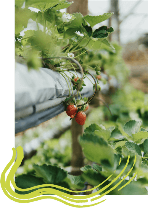 Tomates cultivados em sistema de aquaponia